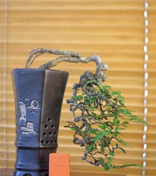 Ulmus mikro cascade
Pot keramik