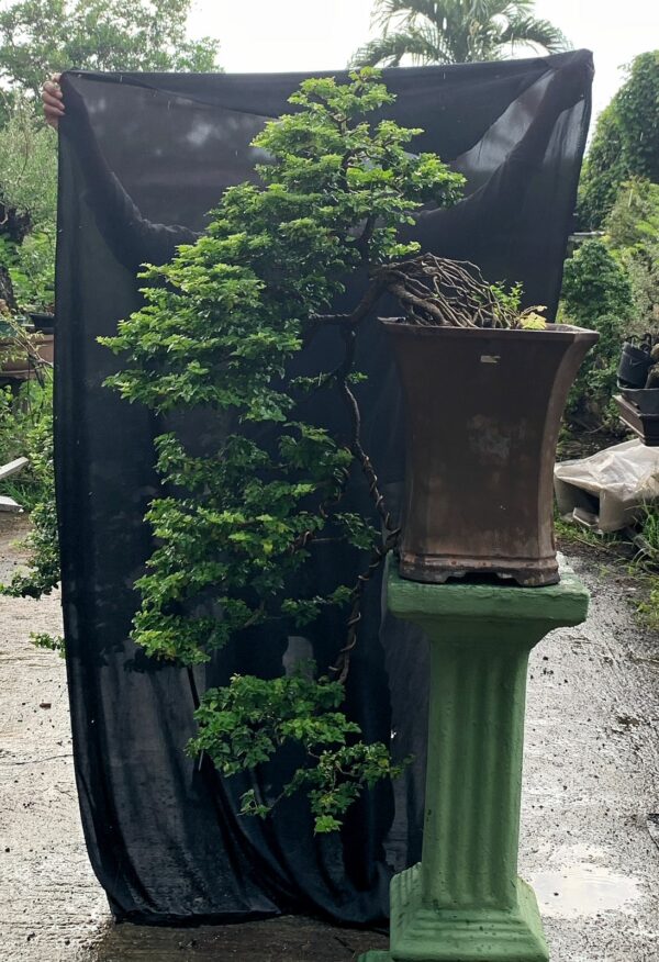 Jeruk kingkit cascade